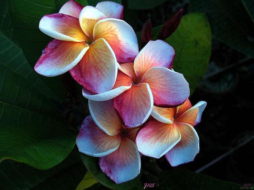 Plumeria en maceta