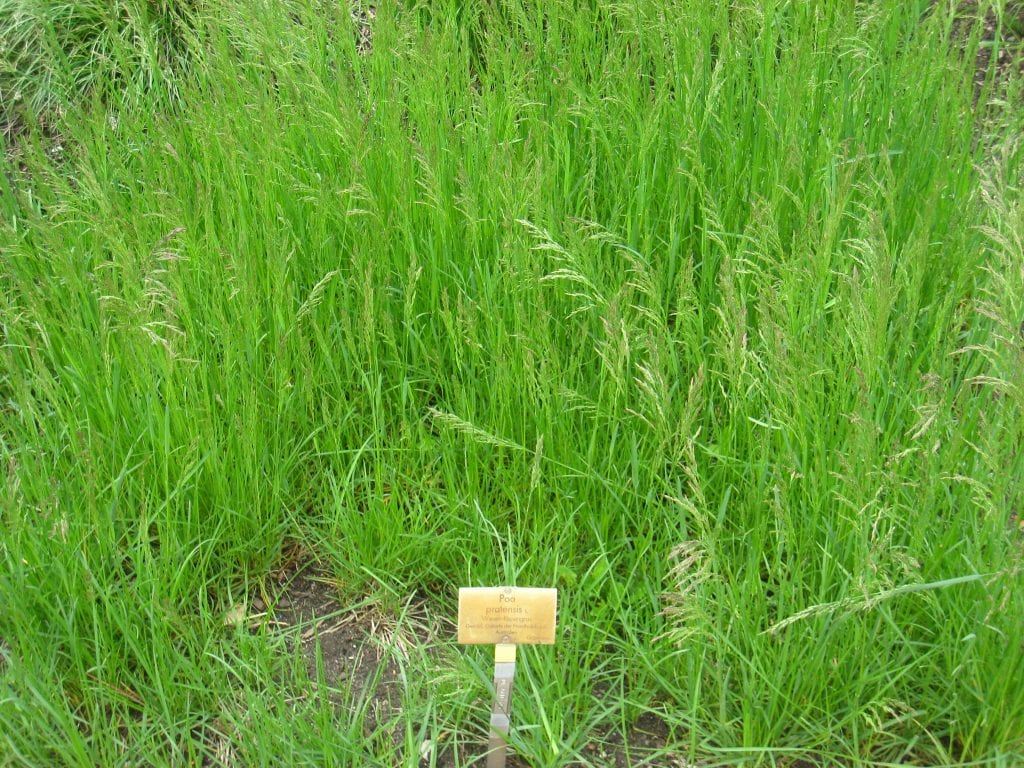 Poa pratensis: el césped que se repara solo por rizoma