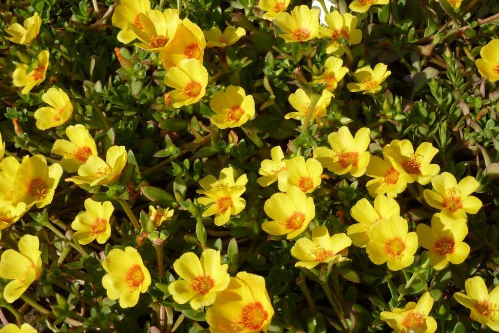 Portulaca umbraticola: la flor que solo abre con sol