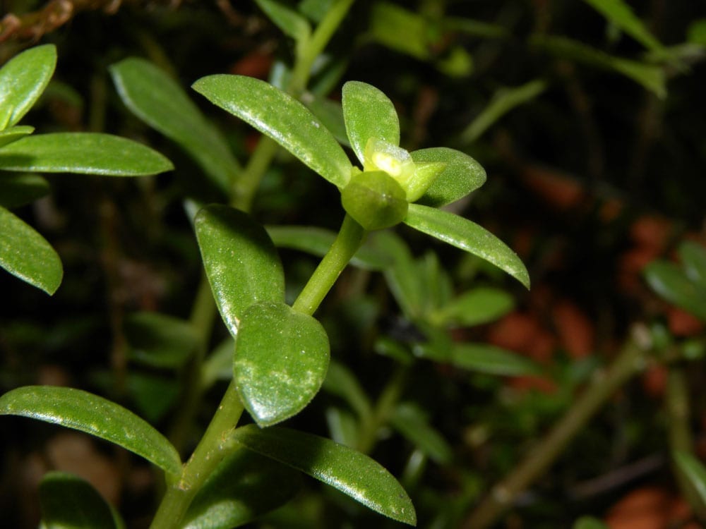 Hojas planas y espatuladas de Portulaca umbraticola