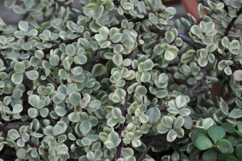 Portulacaria afra variegata