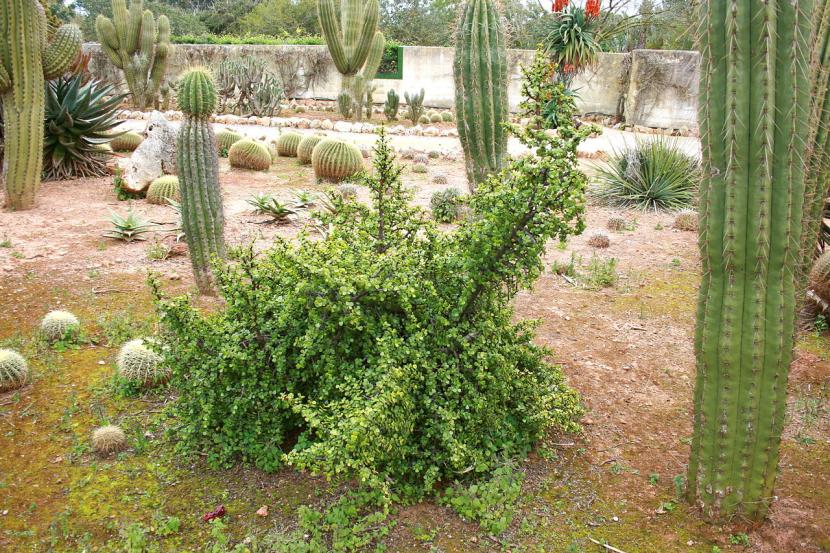 Portulacaria afra, arbusto elefante