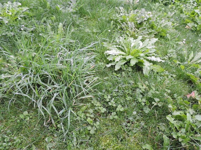 Malas hierbas emergiendo en un bancal recién laboreado