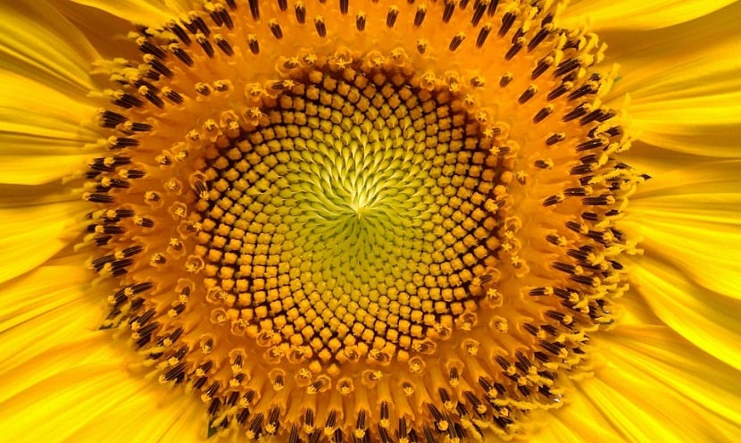 Proteger las plantas de las altas temperaturas