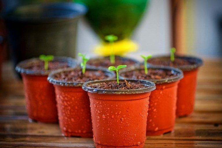 Plantas en maceta expuestas al sol de verano