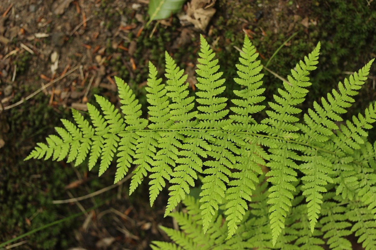 Pteridium aquilinum: el helecho águila y su toxicidad