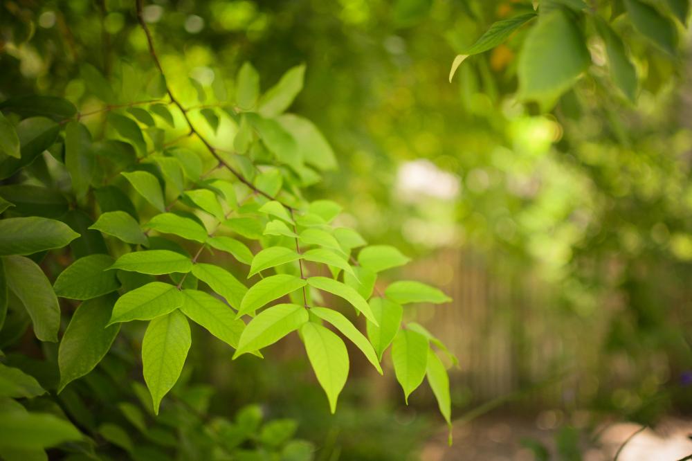 Supervivencia de las plantas: la ley del mínimo