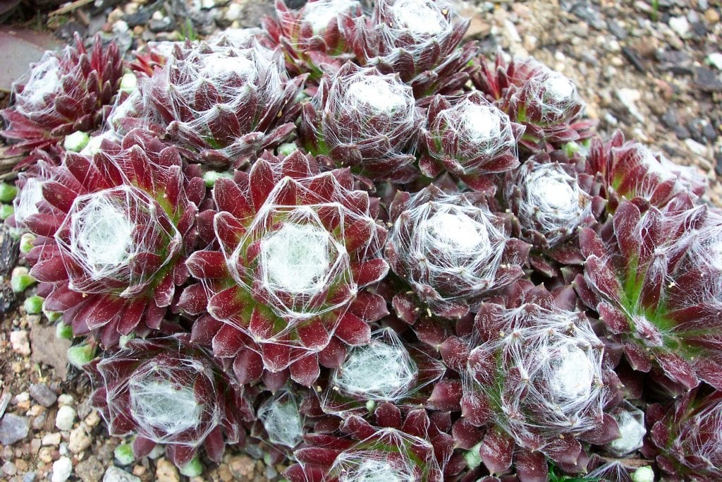 Sempervivum arachnoideum en roca
