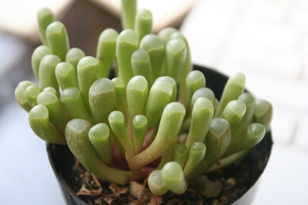 Fenestraria aurantiaca, suculenta con hojas de ventana