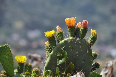 Opuntia, planta crasa de mantenimiento muy bajo