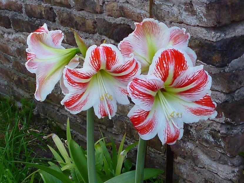 Plantas bulbosas: bulbo, cormo, tubérculo y rizoma