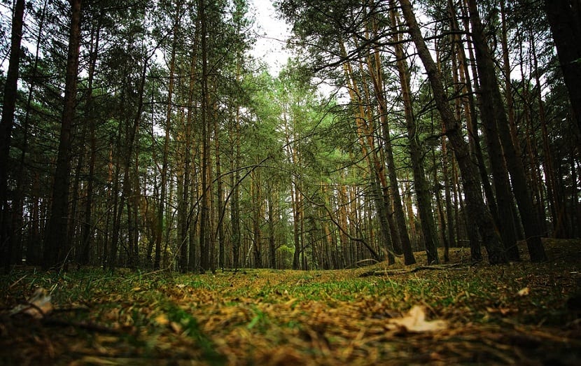 Plantas de sotobosque: cómo viven con el 2% de la luz