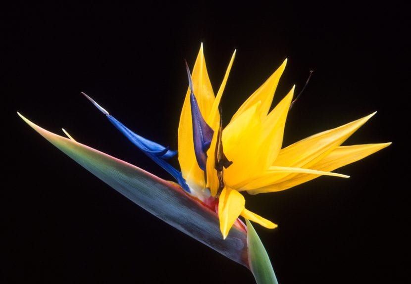 Flor de Strelitzia reginae, sudafricana introducida en el siglo XVIII