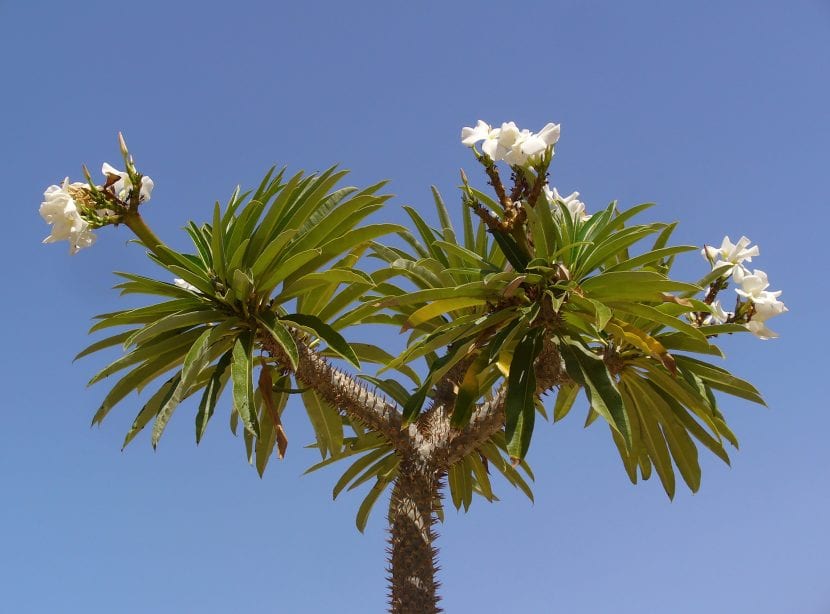 Pachypodium lamerei con tronco engrosado y espinoso