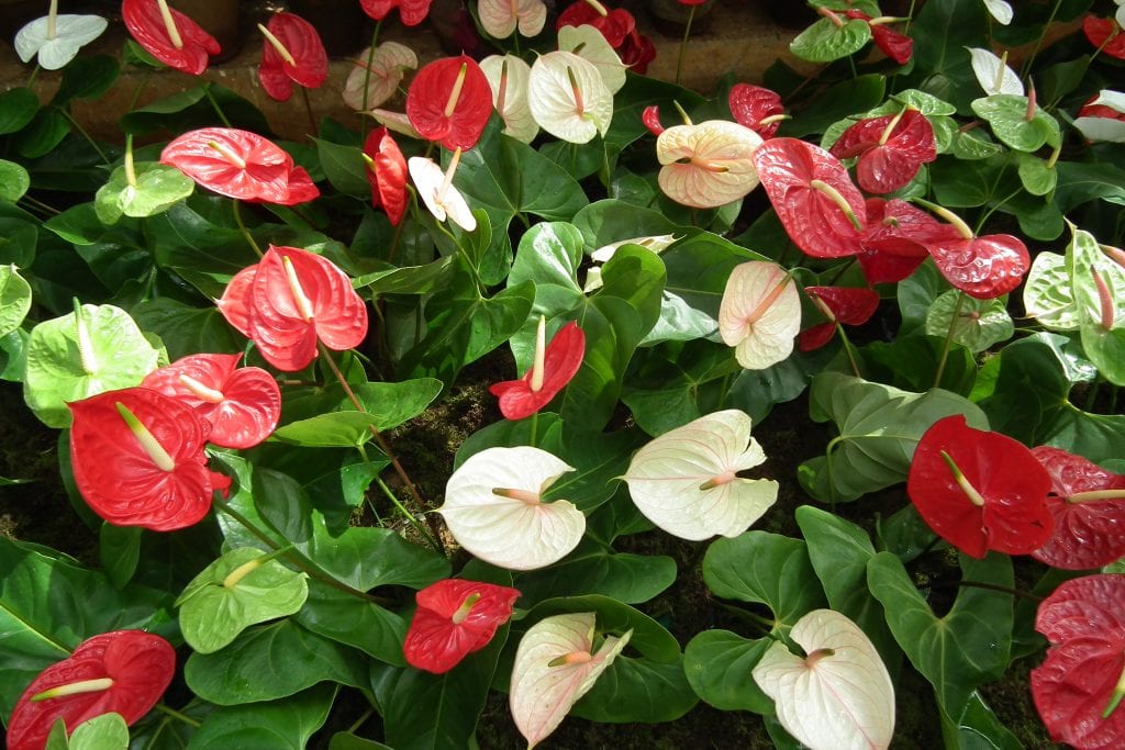 Cómo se cuidan las plantas tropicales en casa, mes a mes