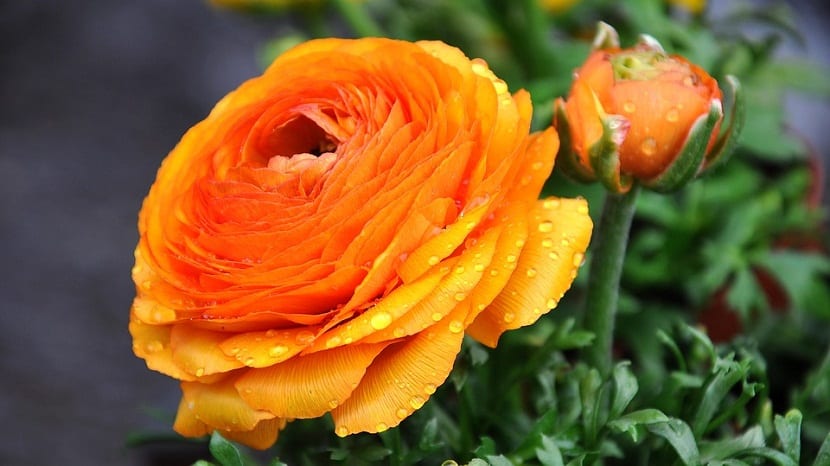 Ranunculus: el género, sus especies y la protoanemonina