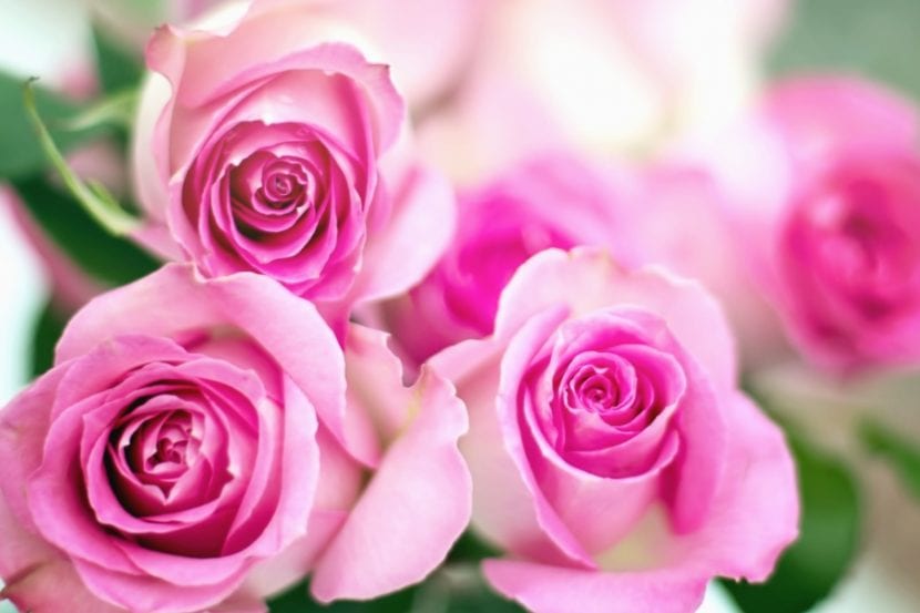 Rosal en flor, uno de los géneros con más récords de cultivo