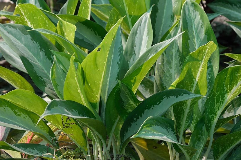 Aglaonema nitidum, reina de plata