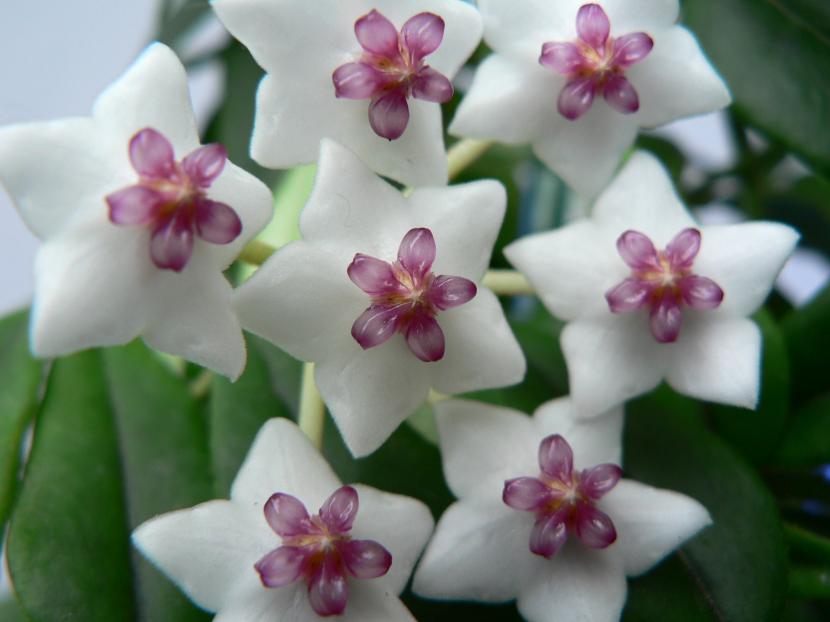 Hoya con hojas carnosas colgando de una maceta