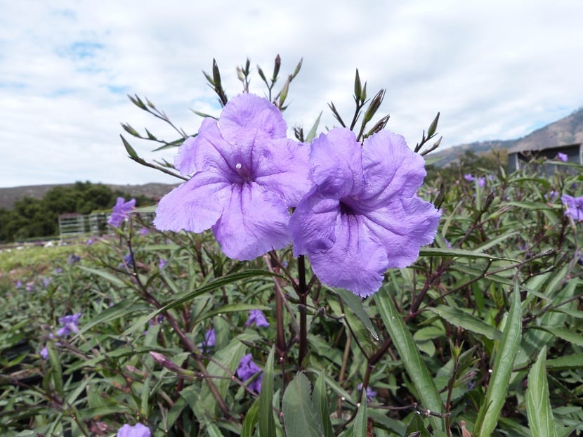 Flores lila en forma de trompeta de la Ruellia simplex