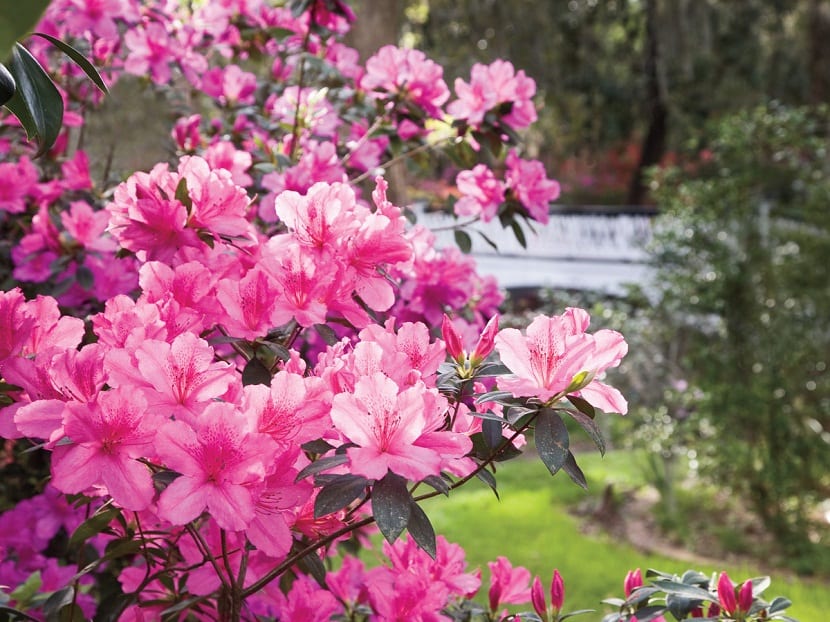 Azaleas en flor en un jardín de suelo ácido