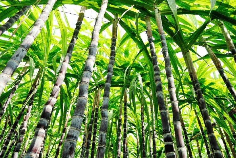 Caña de azúcar (Saccharum officinarum): cultivo y azúcar