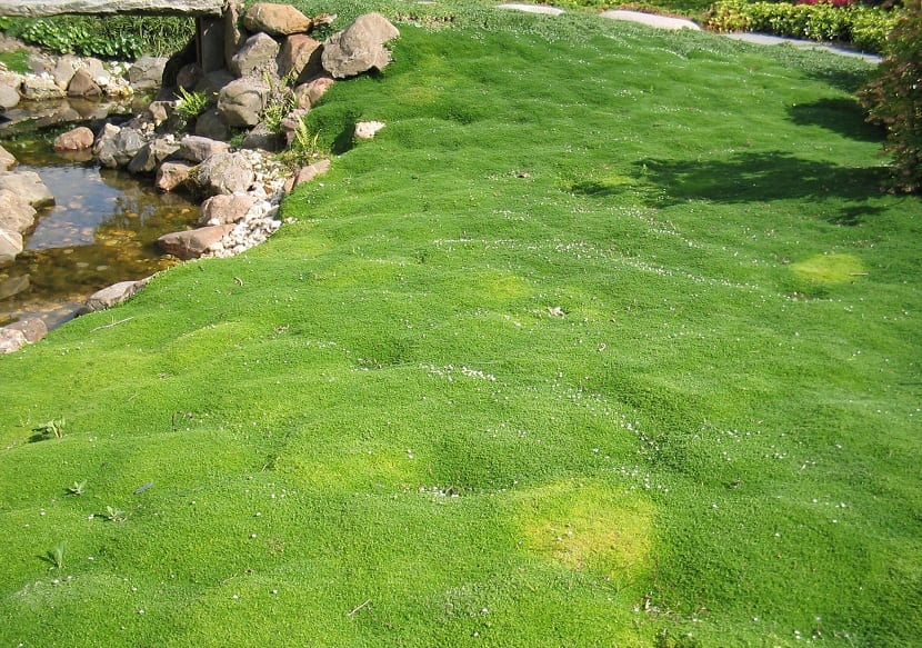 Tapiz de Sagina subulata cubriendo el suelo entre piedras