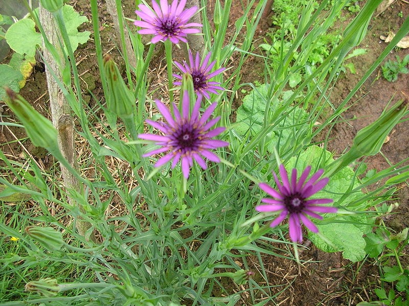 Salsifí: la hortaliza olvidada de la flor horaria