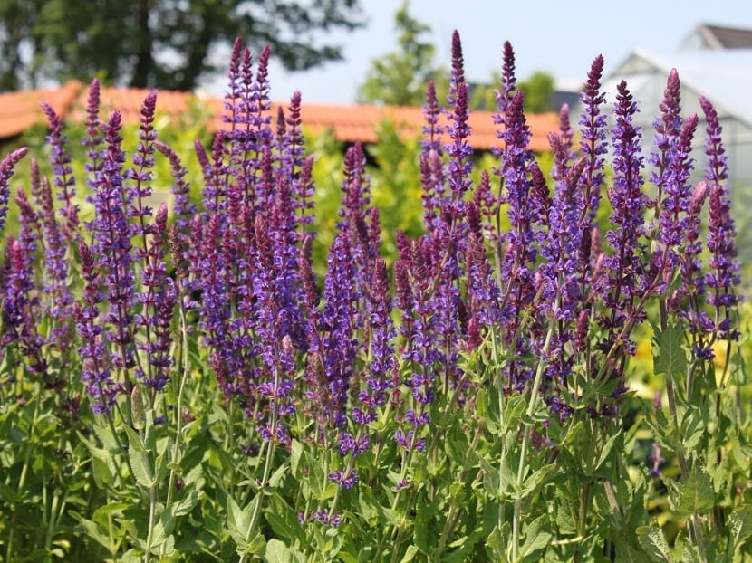 Espigas verticales azul violeta de Salvia nemorosa en flor
