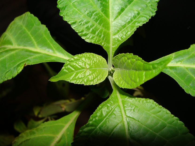 Hojas grandes y dentadas de Salvia divinorum