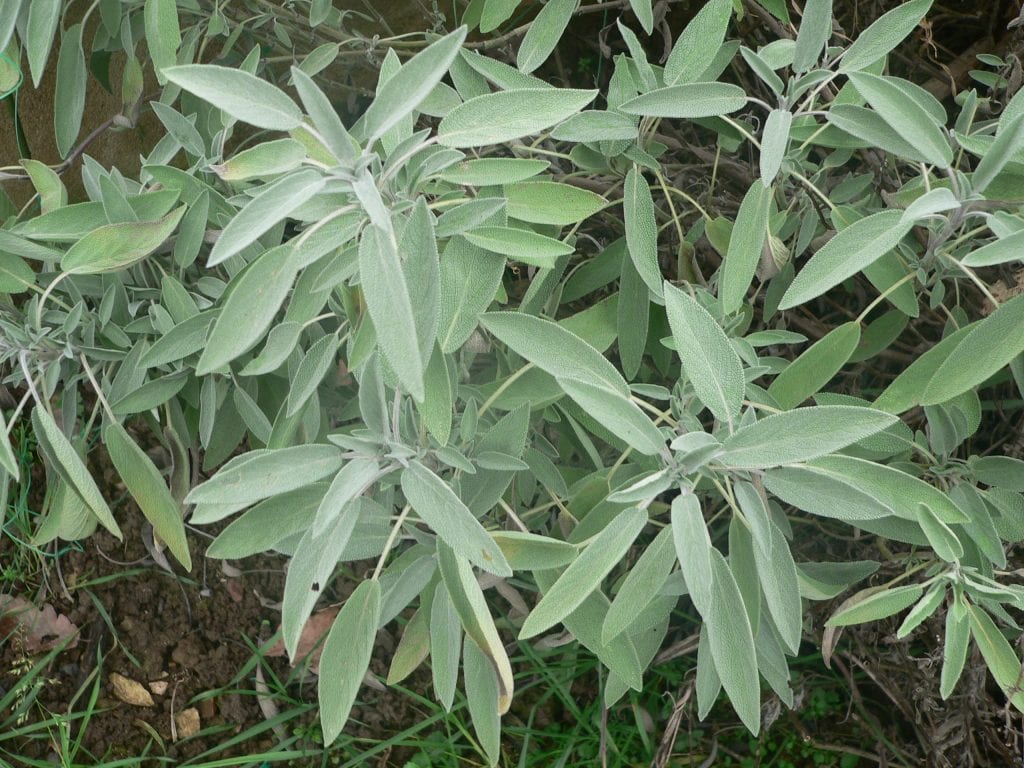 Salvia officinalis: cultivo, poda, cultivares y tuyona