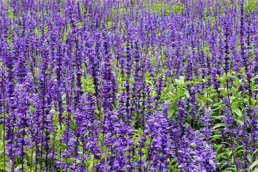 Mata de Salvia officinalis con hojas grises aterciopeladas