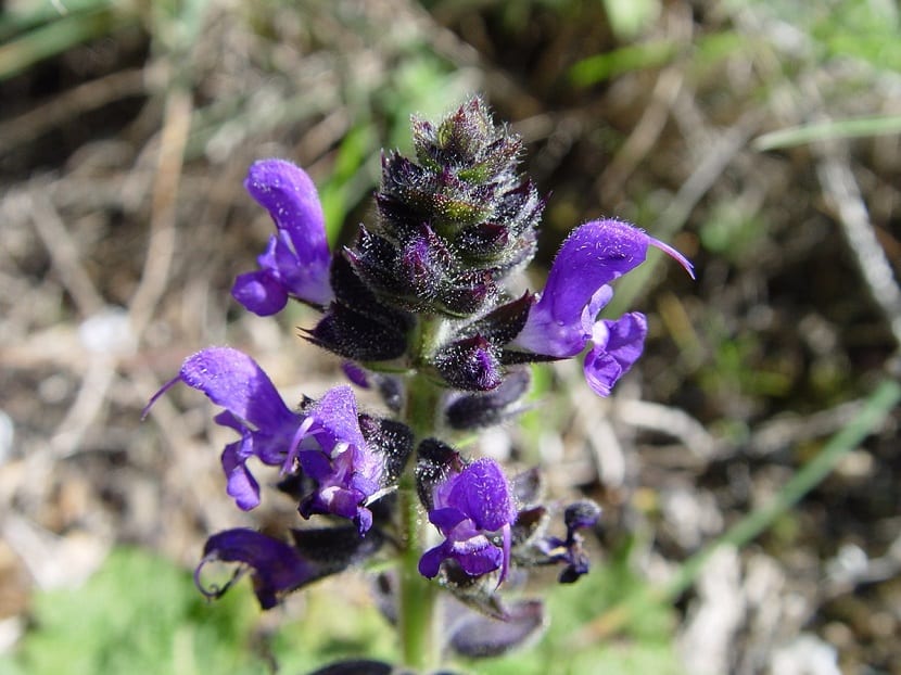 Salvia verbenaca o gallocresta: la salvia de las cunetas
