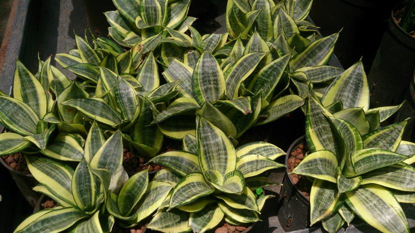 Sansevieria trifasciata Golden Hahnii, roseta compacta variegada