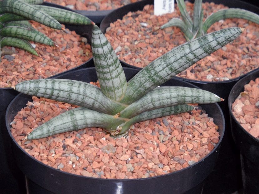 Sansevieria cylindrica de porte compacto y hojas cilíndricas