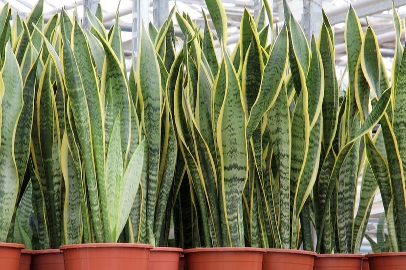Mata de sansevieria cultivada al aire libre