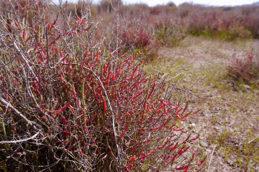 Mata de Sarcocornia fruticosa en un saladar
