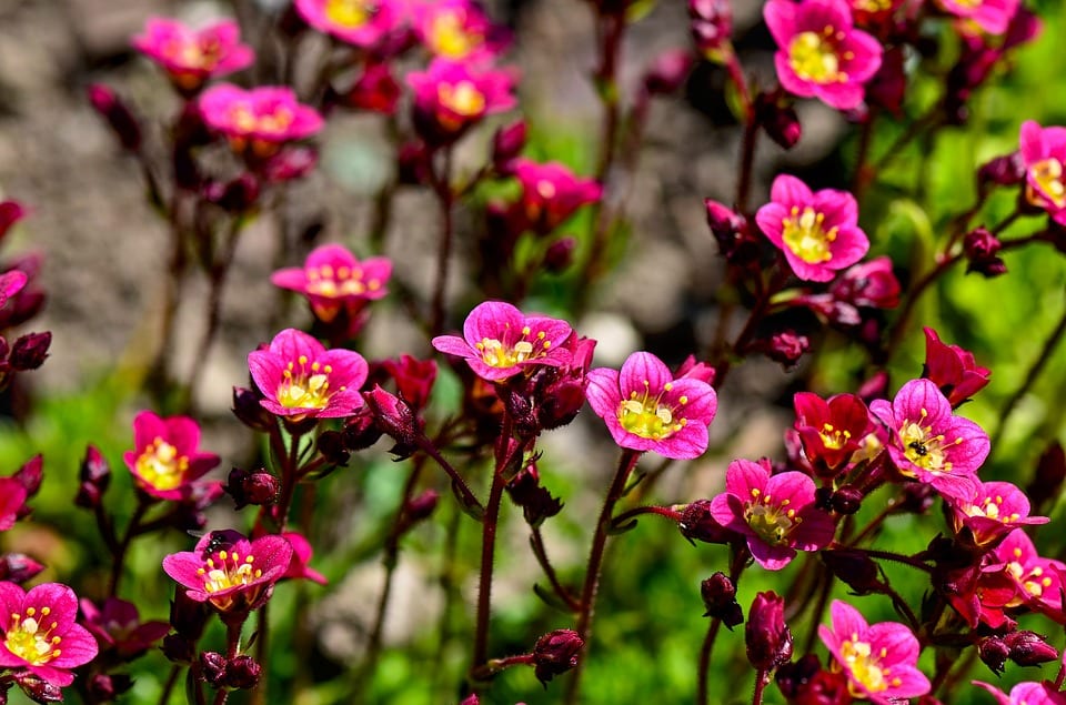 Saxifraga: grupos de jardín, la vida en la roca y endemismos