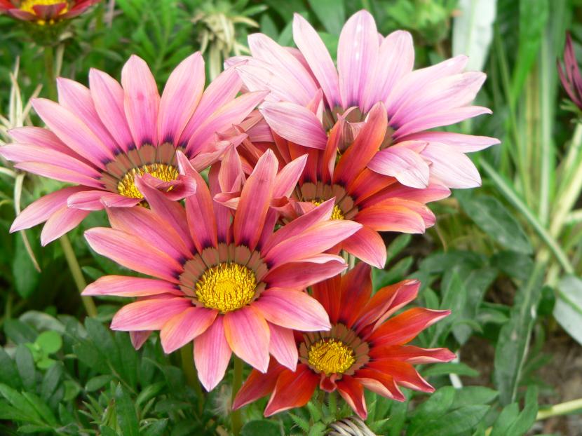 Gazania rigens con la flor abierta al sol