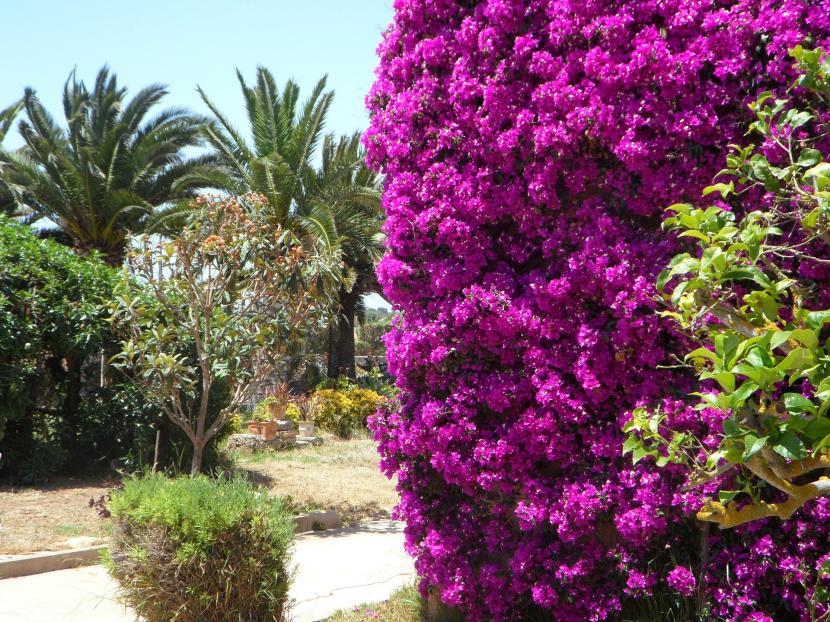 Jardín mediterráneo con plantas de bajo consumo de agua