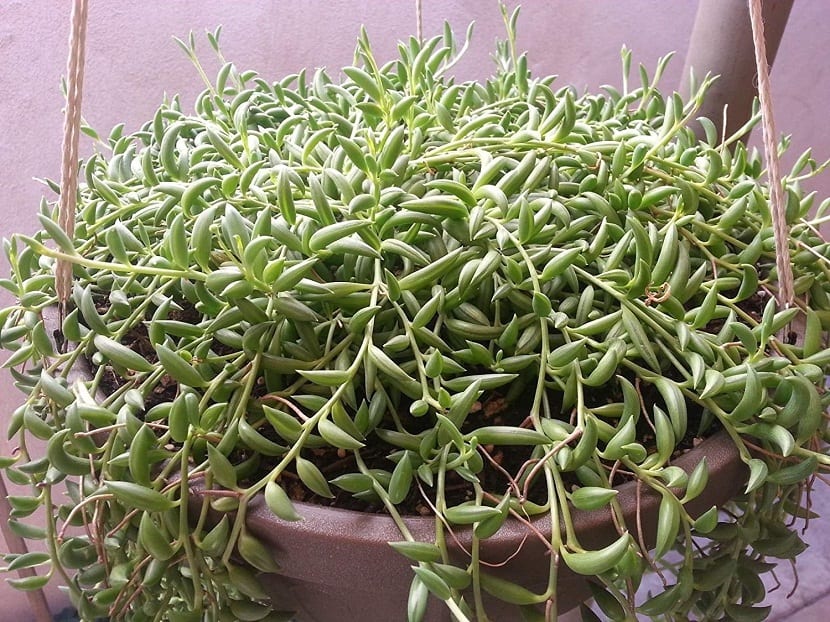 Senecio radicans