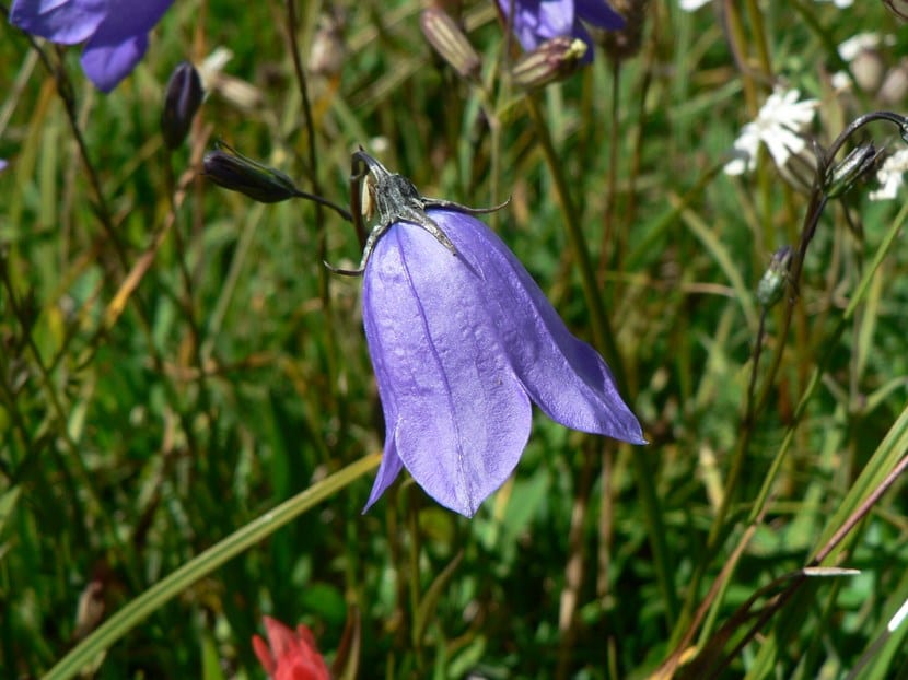 Pensamientos en flor