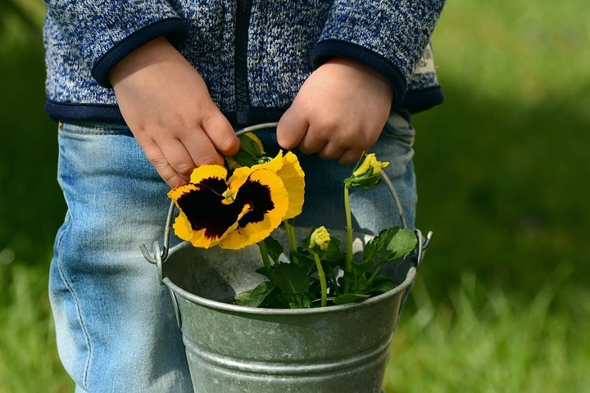 Siembra de plantas con niños: qué funciona y por qué