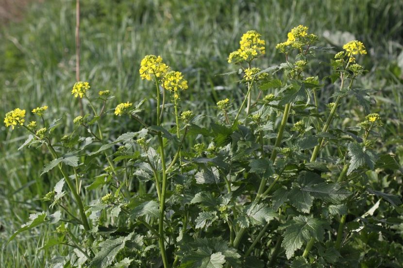 Mata de mostaza silvestre con abundantes flores amarillas