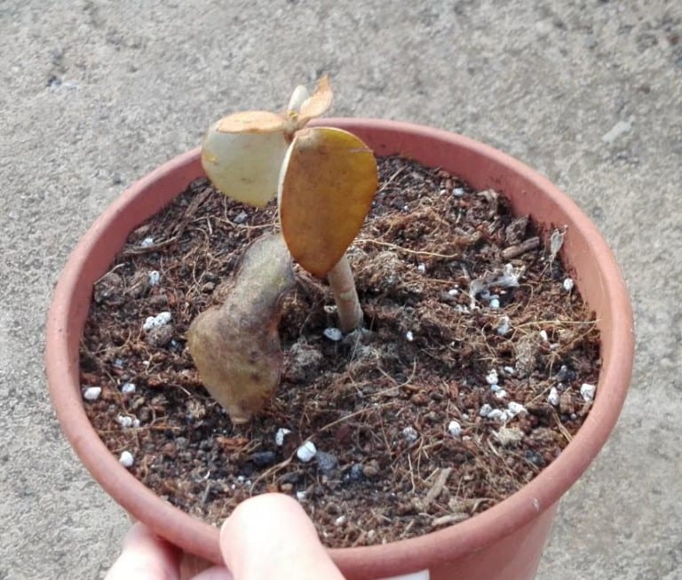Kalanchoe junto a una Oxalis en maceta