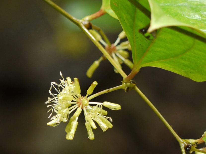 Flores en umbela de Smilax aspera