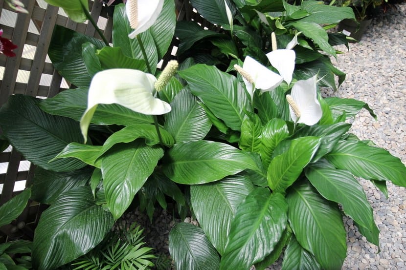 Espatifilo con espata blanca y follaje verde oscuro