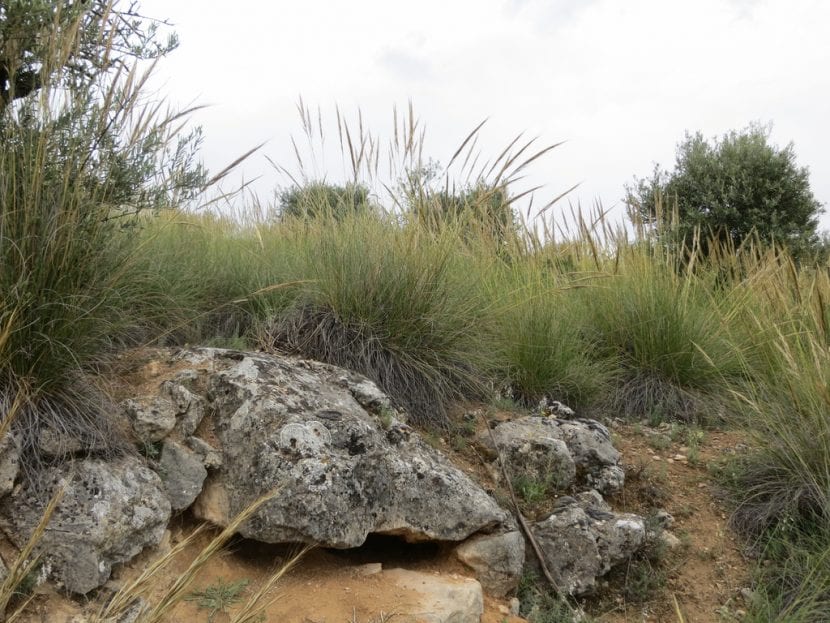 Atocha de esparto en un espartal del sureste peninsular
