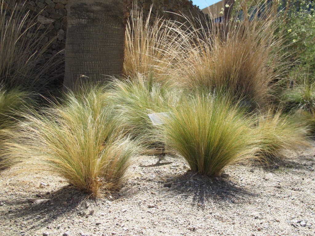 Stipa tenuissima (Nassella): ornamental, invasora y alternativas