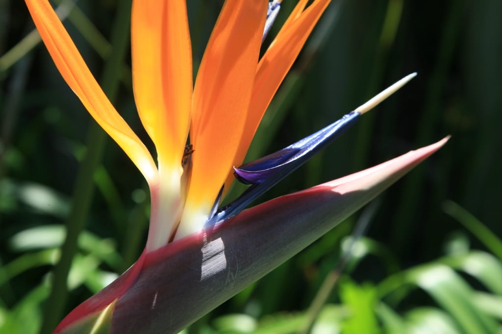 Strelitzia juncea: la estrelitzia que perdió la hoja